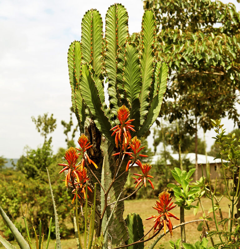 Sexual health, psychological & emotional wellness