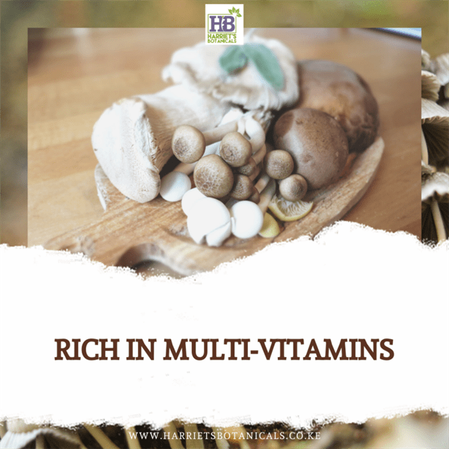 The Wonders of Mushrooms